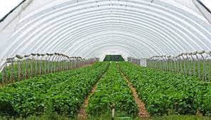 Maximizing Yield: The Art and Science of Greenhouse Farming Updated