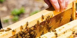 Revolutionizing Beekeeping: Modern Techniques for Increased Pollination and Honey Production